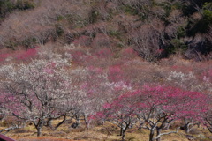 早春の彩り