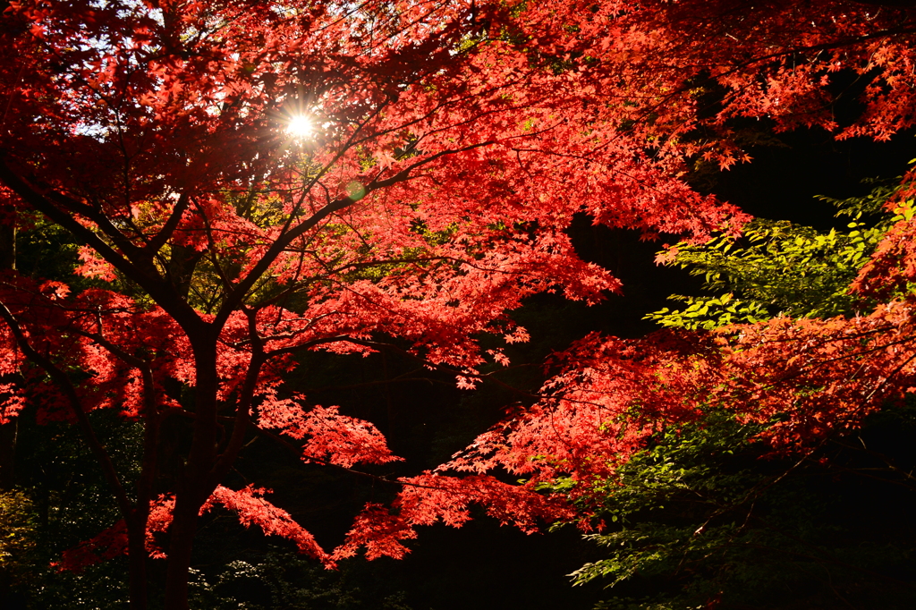 秋の光