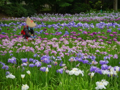 花摘み