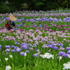 花摘み