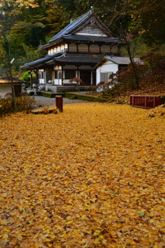 イチョウの寺