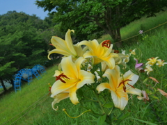 公園のゆり