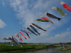 鯉のぼり舞う