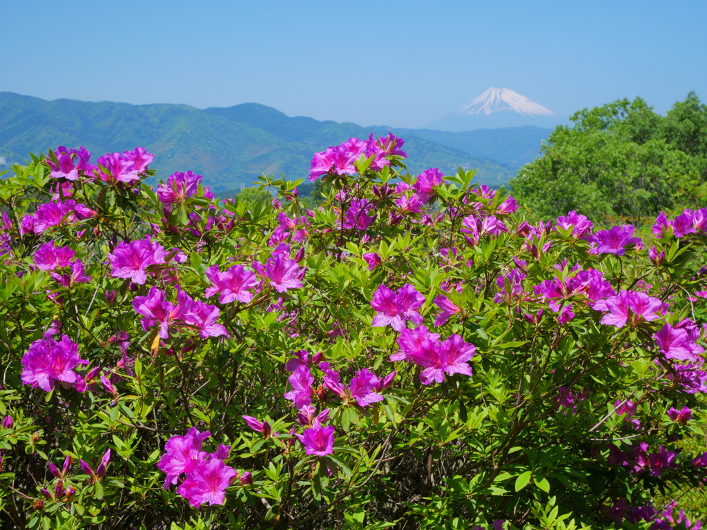 富士山とつつじ