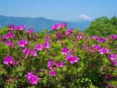 富士山とつつじ