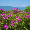 富士山とつつじ