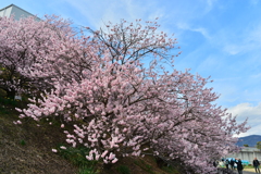 青空に咲く