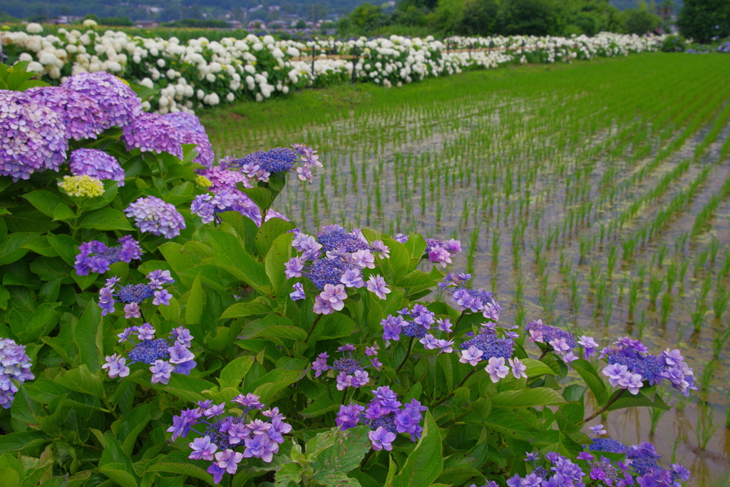 田園