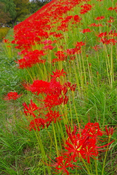公園の彼岸花