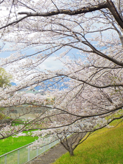 桜土手