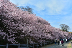 青空と春めき桜