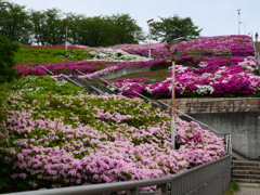 つつじの公園