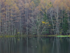 池の神秘