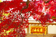 紅葉のむこう
