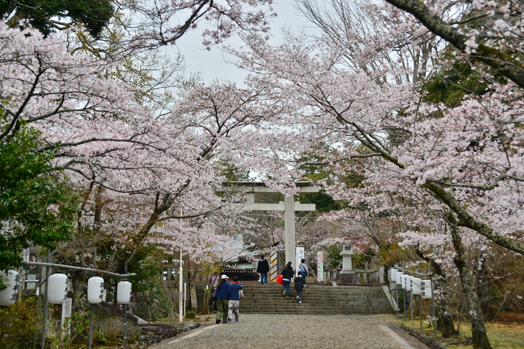 神社の桜