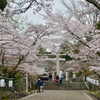 神社の桜