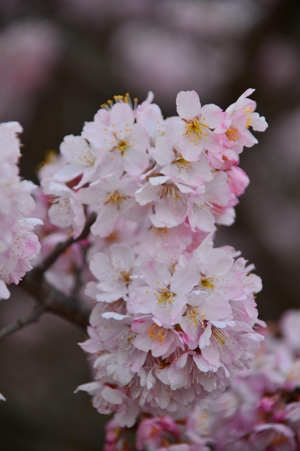 春めき桜