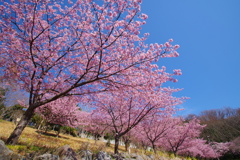 桜と青空