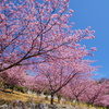 桜と青空