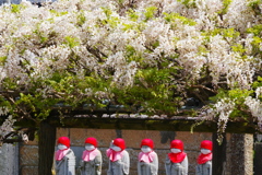 六地蔵と白藤