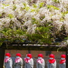 六地蔵と白藤