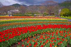 公園のチューリップ