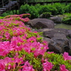 池のつつじ