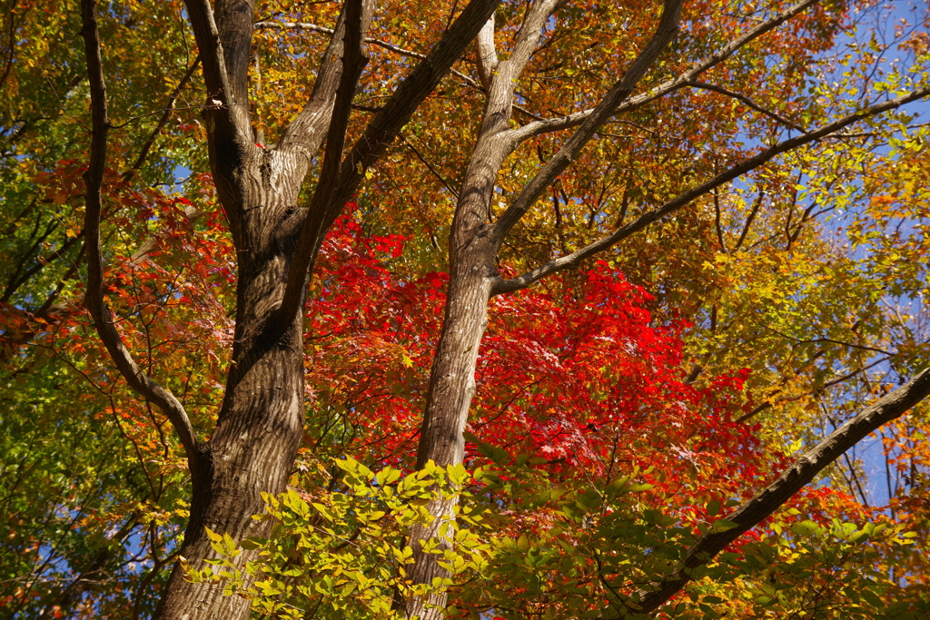山の紅葉
