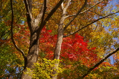 山の紅葉