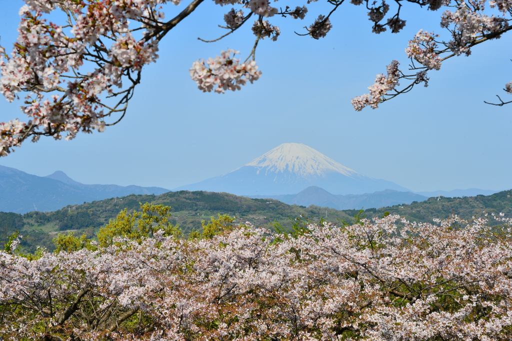 富士山と桜