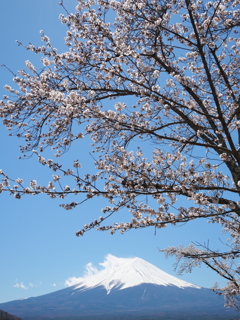 桜と富士山