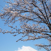 桜と富士山
