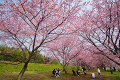 さくらの中のはる