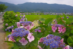 里山の田園