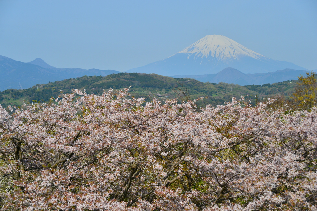 桜と富士山