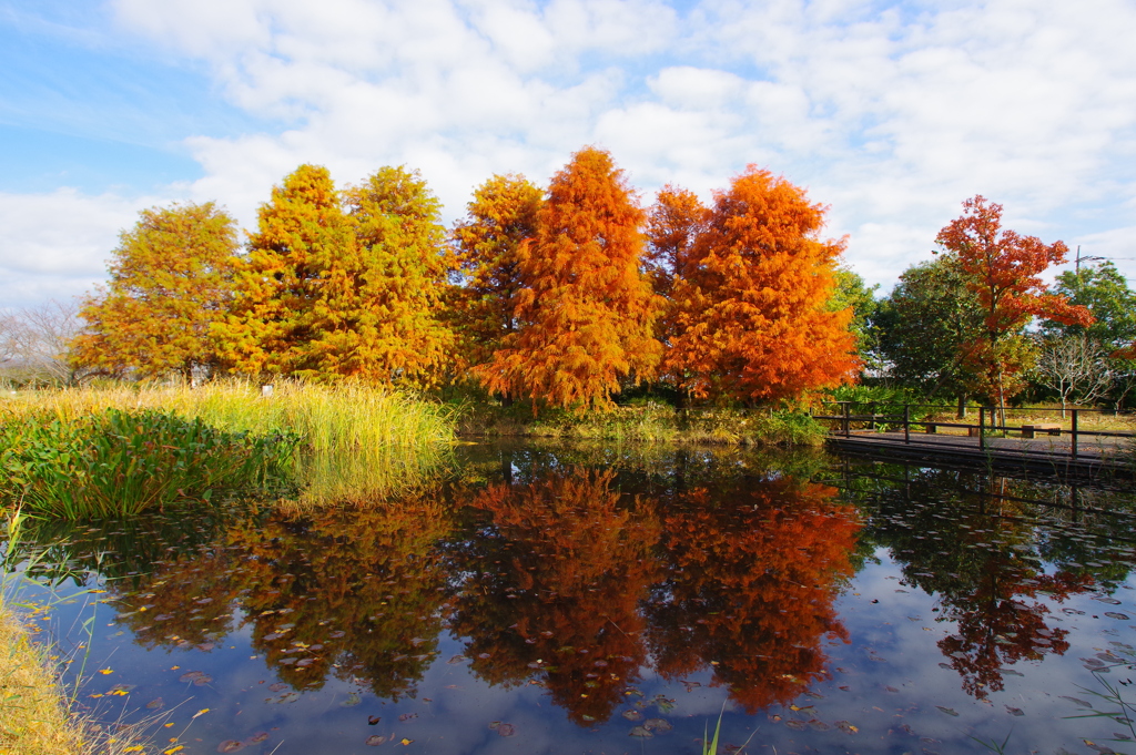 冬の池の紅葉
