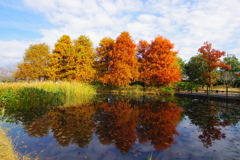 冬の池の紅葉