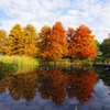 冬の池の紅葉