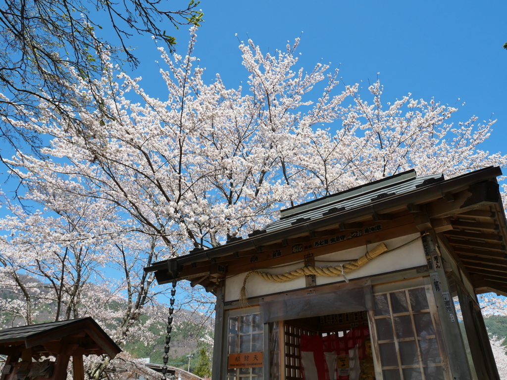弁天さんと桜