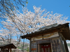 弁天さんと桜