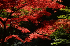 秋の林