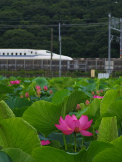 蓮と新幹線