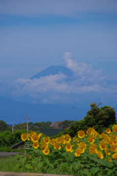 夏の富士