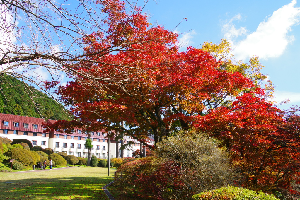 庭園の紅葉