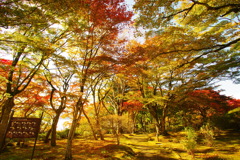 秋の林