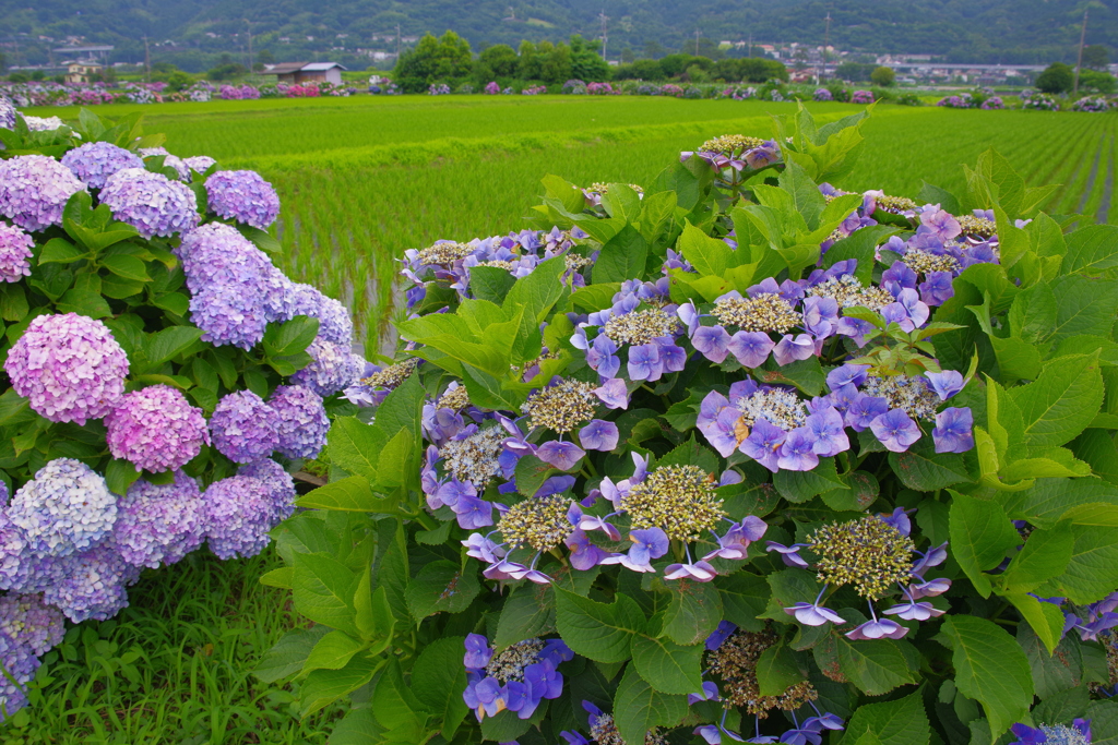 田園のあじさい