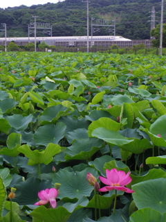 新幹線の池
