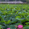 新幹線の池