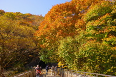 橋の上の秋