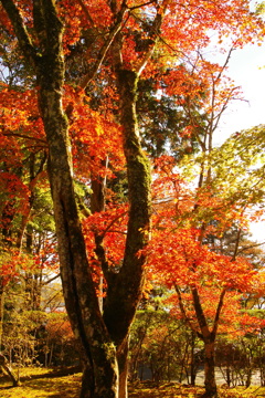 紅葉林